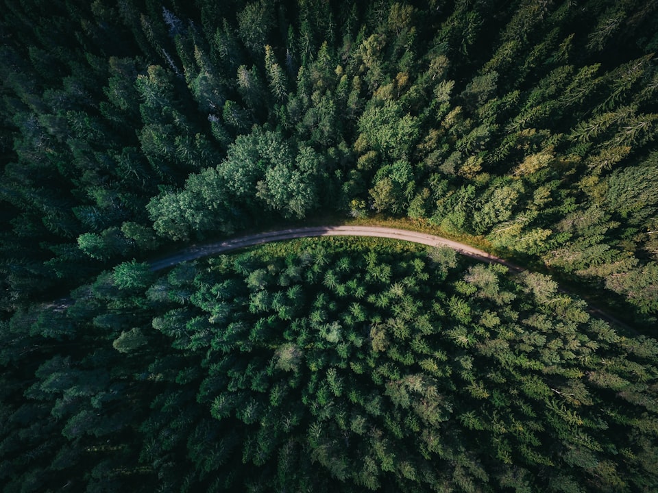 Chemin forestier baigné de lumière — la solution se dessine